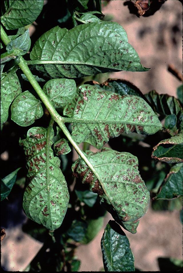 Plant Disease Agents Living organisms - including fungi, bacteria, viruses and nematodes Nonliving agents -