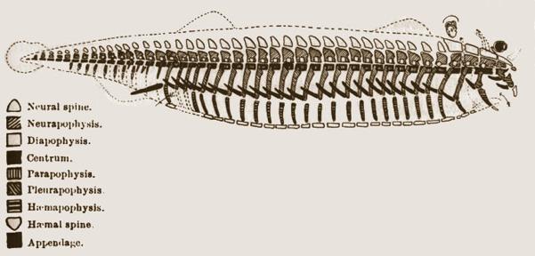 Richard Owen and the vertebrate archetype Owen (1804-1892) was the pre-eminent paleontologist and anatomist in London Contemporary of Queen Victoria,