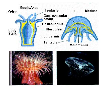 Some species exists as polyps and others as medusas and others will have both forms in their life cycles.