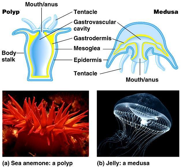 Surrounding the mouth of these animals are a ring of tentacles.