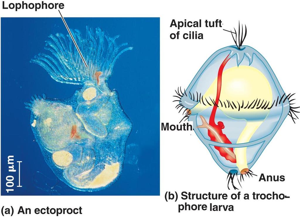 The second clade are the lophotrochozoans either has a lophophore (a crown of