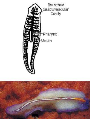 Clade Lophotrochozoa Phylum Platyhelminthes: Flatworms a. Have gastrovascular cavity with pharynx as mouth on ventral side b. Acoelomates c. Nervous system is a pair of ventral nerve cords.
