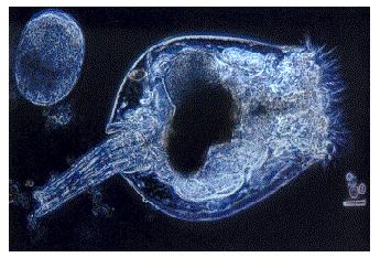 Phylum Rotifera-Rotifers have pseudocoelomates, jaws, crowns of cilia and a complete digestive tract.