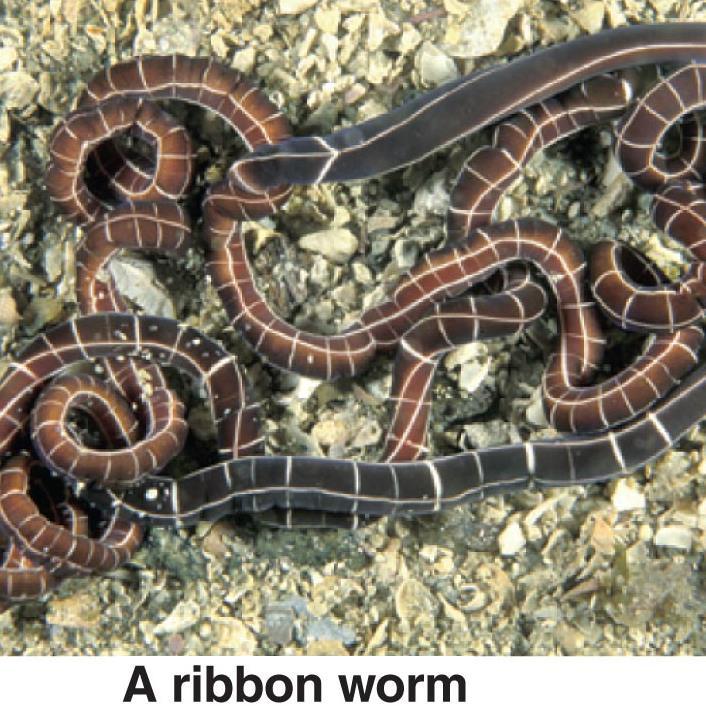 Phylum Nemertea-Ribbon worms seem to be acoelmate but contain a fluid filled proboscis sac which is derived from