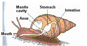 occurs during development-uneven growth in viceral mass causes the mass to rotate 180 degrees putting the anus above the head.