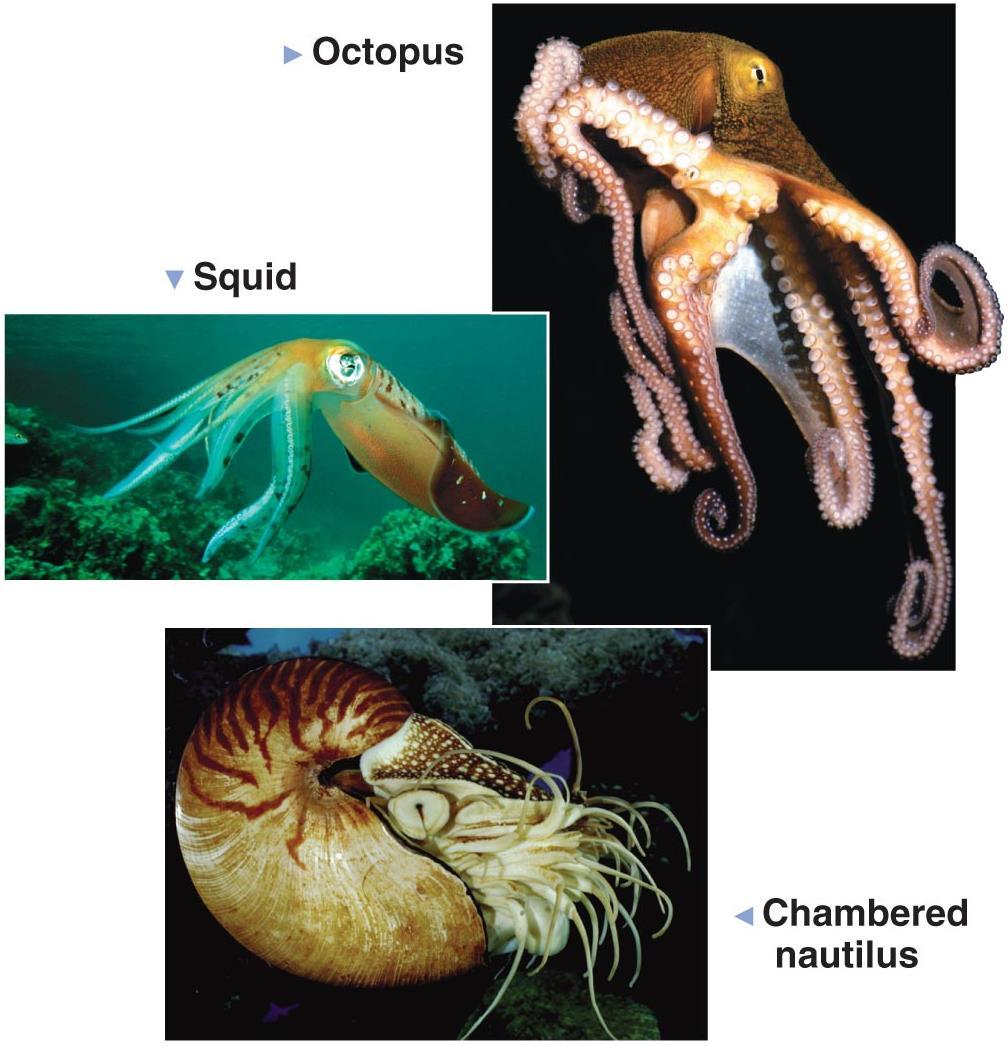 Class Cephalopods-Squids, octopuses, and nautiluses. Agile carnivores. Use a beak to crush prey. Mantel covers visceral mass. The shell is either reduced, internal/or absent.