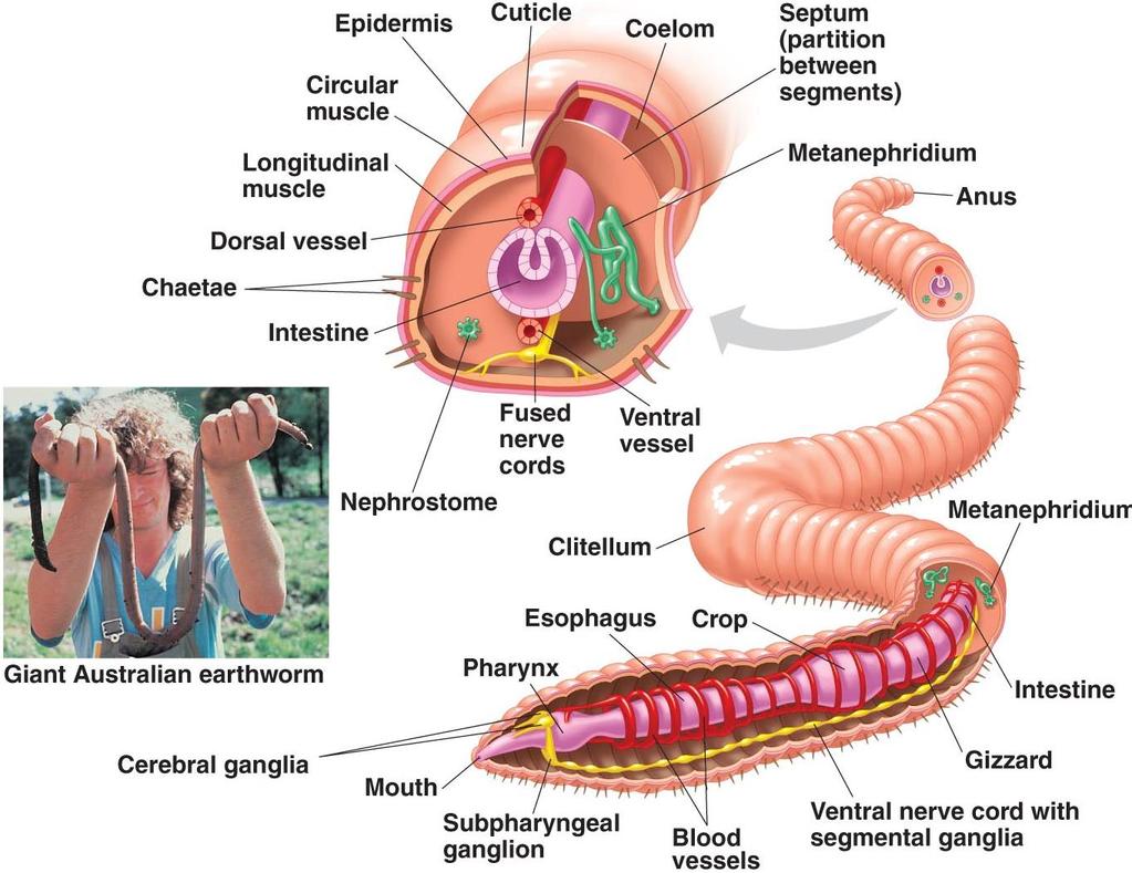 phaynyx->esophagus->crop->gizzard->intestine Closed circulatory system with hemoglobin is