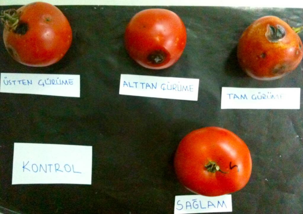 Tomato Ratios 26 % intensity of sick tomato on untouched and