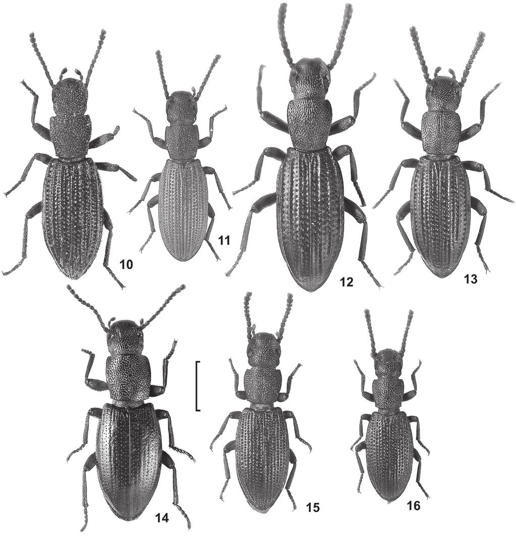 fouquè, revision of pseudethas 363 Figs. 10 16. Pseudethas spp., dorsal view. 10. P. (P.) longigenus n. sp., holotype, Nepal. 11. P. (P.) afghanicus, paratype, Afghanistan. 12. P. (P.) costatus, paratype, India (Uttaranchal).