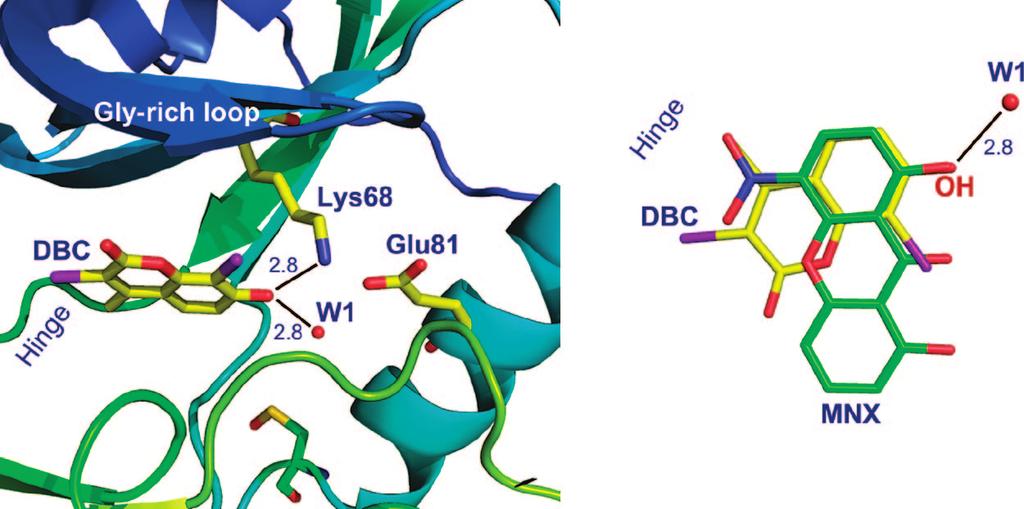 Coumarin as AttractiVe CK2 Inhibitor Scaffold Journal of Medicinal Chemistry, 2008, Vol. 51, No. 4 755 Figure 2. The top panels shows DBC bound to the CK2 ATP binding site.
