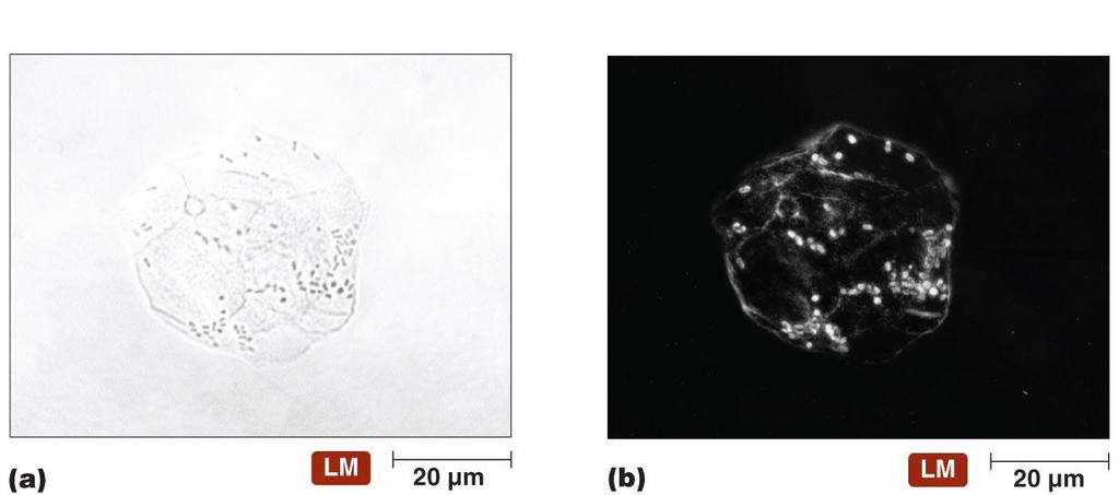 Figure 4.8 Four kinds of light microscopy.