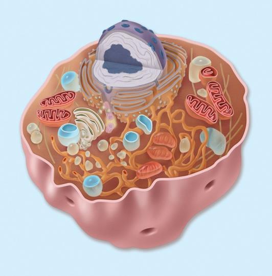 Types of Eukaryotic Cells: Animal Cells Plant Cells