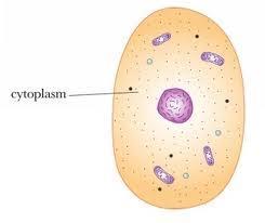 Cytoplasm: cyto =something belonging to a cell. Fills space between cell membrane and nucleus.