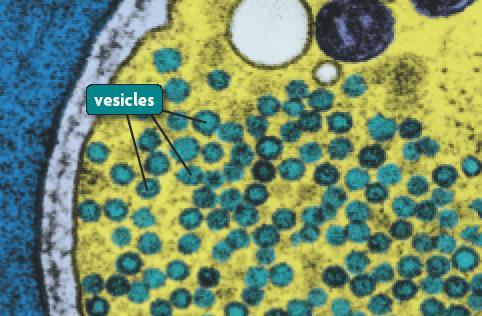 Vesicles: Semi-Trucks Small membrane-enclosed sacs