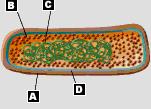 Cytoplasmic membrane 70S Ribosomes 16S r-rna Eucaryote