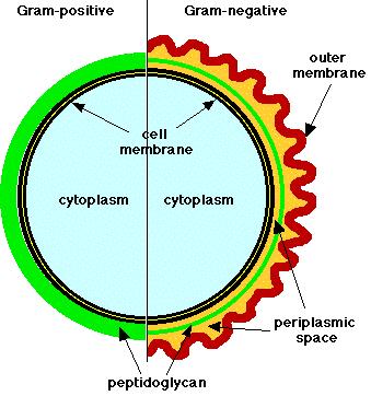 Cell Wall: rigid layer surrounding the bacterial cell.
