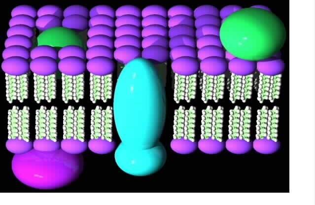 Cell Membrane: flexible, semi-permeable barrier with lipid center that controls diffusion in and out of cell. 4.