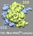 6. Ribosomes: particles made of protein and RNA, sites of protein assembly.