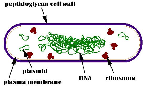 6. Cell Chromosome: the DNA of a cell, normally a single circular molecule that is tightly supercoiled and packed