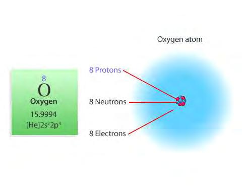 How many electrons does oxygen have? 8 How many protons? 8 Note that atoms have equal numbers of protons and electrons. Atoms are electrically neutral.