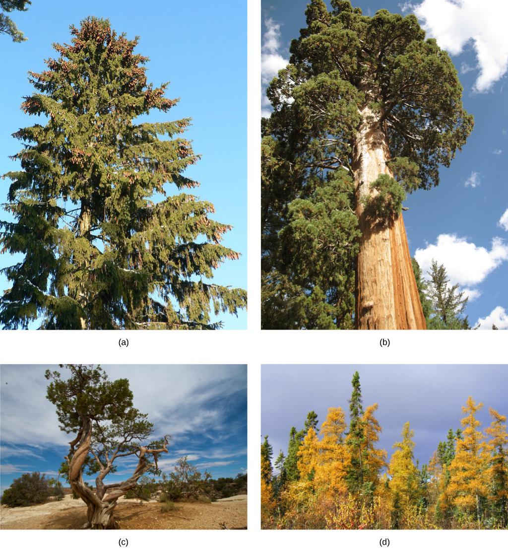 OpenStax-CNX module: m45519 Figure 2: Conifers are the dominant form of vegetation in cold or arid environments and at high altitudes.
