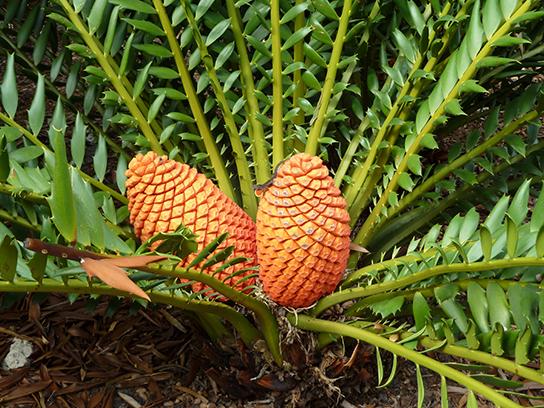 OpenStax-CNX module: m45519 7 3.2 Cycads Cycads thrive in mild climates and are often mistaken for palms because of the shape of their large, compound leaves.