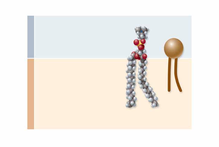 It is this R group that defines the type of phospholipid. The head portion of a phospholipid molecule is polar, while the lower tail portion has only non-polar and bonds.