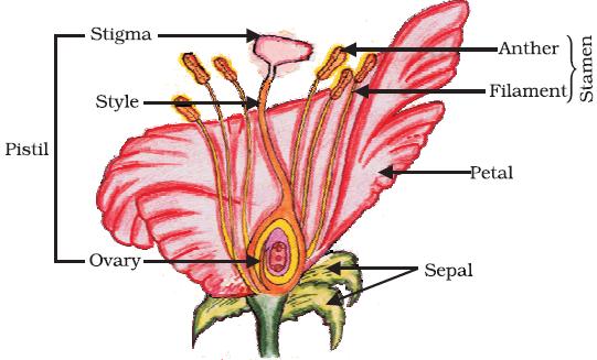 (six labels; ½ x6=3) Self-pollination Here pollen is transferred from the stamen to the stigma of the same flower. 2 Self-pollination does not need the help of any agents.