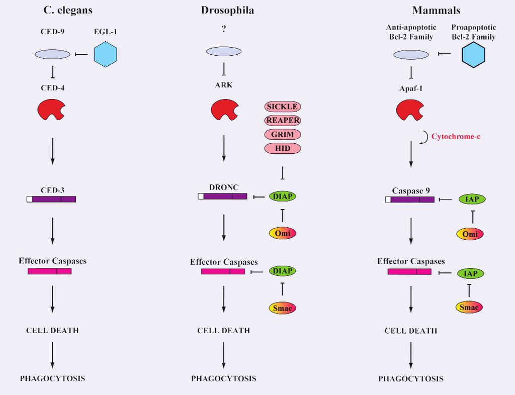 J. Cell. Mol. Med. Vol 9, No 2, 2005 Fig. 1 Evolutionary conserved cell death pathways in C. elegans, Drosophila and mammals.