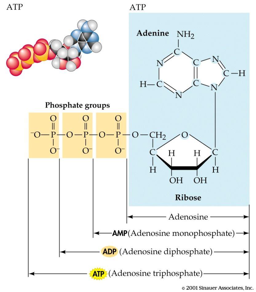 VI. Reaction Coupling and ATP How is cellular E carried between coupled rxns?