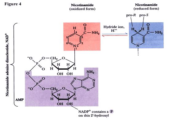 Nicotinamide Adenine NAD + Dinucleotide = Enzyme A major player in redox reactions NAD + = Coenzyme