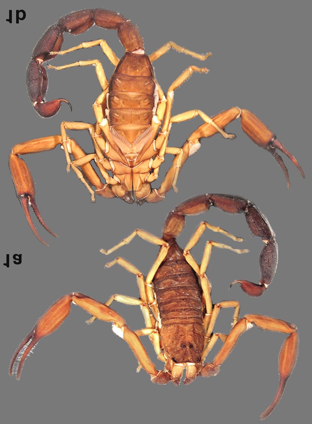 Teruel & García: Redescription of Tityus macrochirus 3 Figure 1: Large adult male