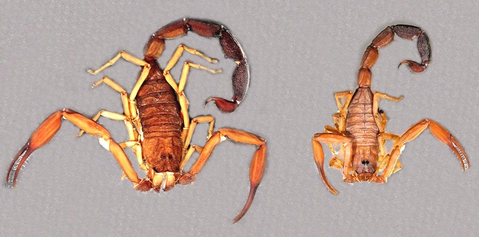 Teruel & García: Redescription of Tityus macrochirus 5 Figure 3: Large adult male of Tityus macrochirus from Cáqueza compared 1x1 to a small adult male from the same population.