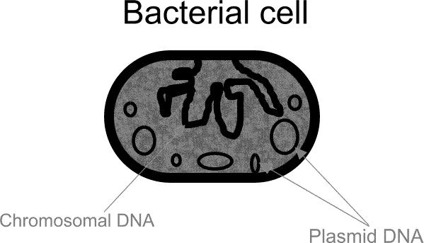 htm As you can see in the diagram, the DNA above called the nucleoid region is circular DNA which, unlike eukaryotes, is not associated with any histone proteins (naked DNA).