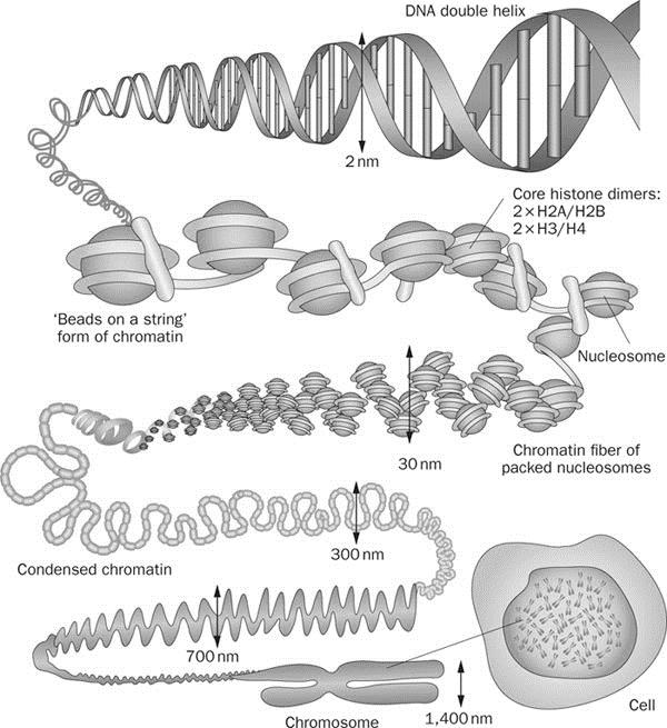 3.2.U4 In a eukaryote species there are different chromosomes that carry different genes Eukaryotic chromosomes are linear chromosomes that vary in length, in position of the centromere that holds