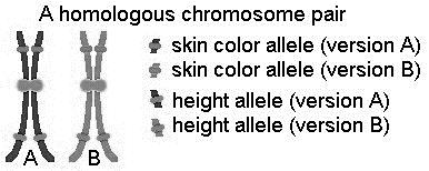 3.2.U5 Homologous chromosomes carry the same sequence of genes but not necessarily the same alleles of those genes.