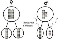 They have the same shape and size These chromosomes pair up during meiosis Even though these chromosomes carry the same genes, they could have different alleles 3.2.