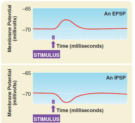 Postsynaptic Potentials (PSPs) 1 Neurotransmitters bind at postsynaptic receptors. Chemical messengers make the postsynaptic membrane more or less permeable to specific ions.