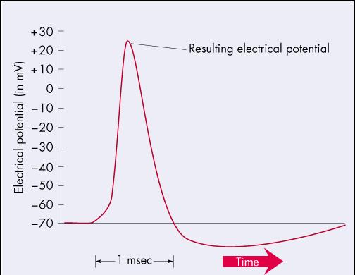 The Action Potential Action potential (AP): a shortlasting event (~1 millisecond in duration) in which the membrane potential of a cell rapidly rises (from about -70 mv to around +20 mv) and falls.