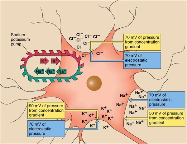 The Neuron at Rest: Tug-of-War At rest, the cell membrane is permeable to, Na + and Cl - but is most permeable to Thus, the resting membrane potential is drawn towards the equilibrium potential and