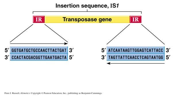Transposable elements in prokaryotes (3/15) Bacterial Insertion sequences The insertion sequence IS1.