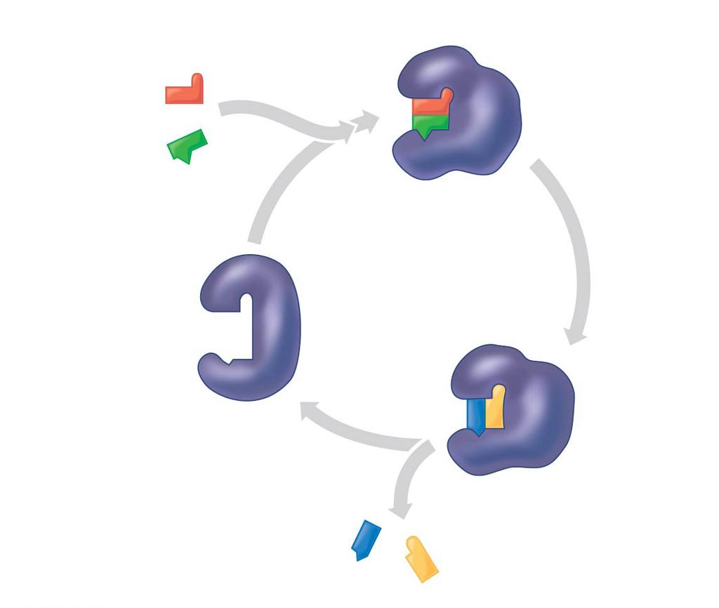 Figure 8.16-4 1 Substrates enter 2 active site. Substrates are held in active site by weak interactions.