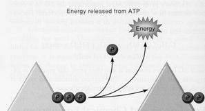 KEY POINT: ATP + H 2 O ADP + Pi + energy ΔG = -30.5 kj mol -1 Only about half the energy released by hydrolysis of ATP is used to drive cellular reactions. What happens to the rest of the energy?