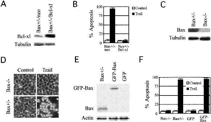 Smac/DIABLO in death receptor-induced apoptosis Figure 1. Requirement of Bax in TRAIL-induced apoptosis.