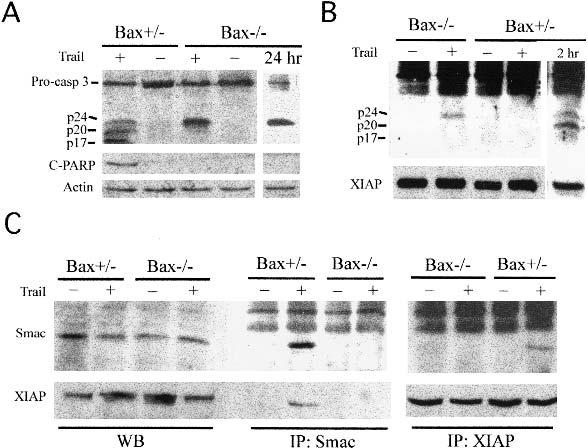 Deng et al. Figure 4. Protein interaction between caspase-3, XIAP, and Smac/DIABLO, and caspase-3 processing in vivo.