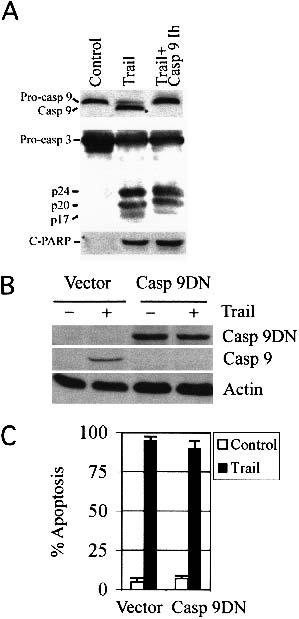 Smac/DIABLO in death receptor-induced apoptosis Figure 5. Inhibition of caspase-9 has no effect on caspase-3 processing and TRAIL-mediated apoptosis.