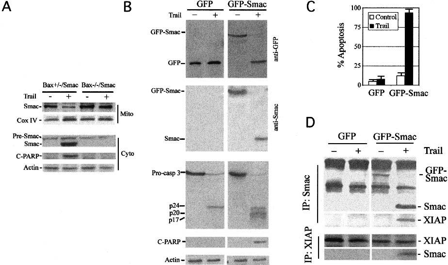 Deng et al. Figure 6. Rescue of TRAIL-induced apoptosis. (A) Expression of a full-length Smac/DIABLO cdna.