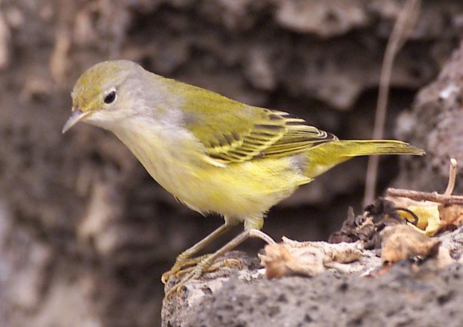 Darwin s Theory of Natural Selection Animals on different islands are in different populations Galapagos Islands were most likely colonized by a single finch