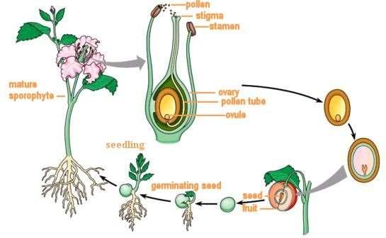 While the ovule develops into a seed, the ovary develops into a fruit -The fruit supports and