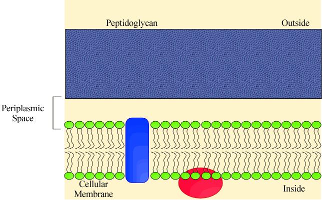 Cell Envelope: Wall and Membranes Rigid for shape & protection prevents osmotic lysis